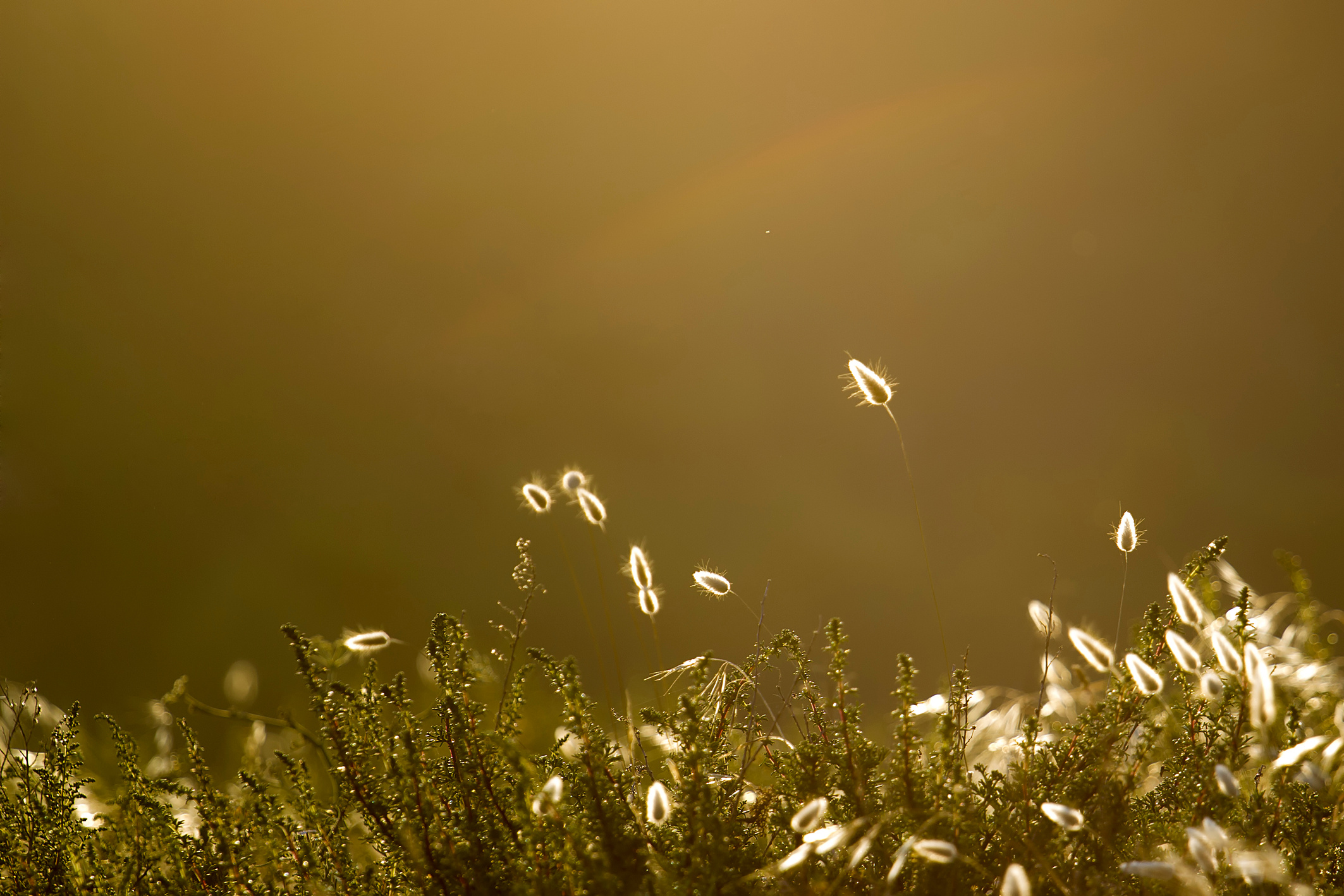 Mas tardes de verano